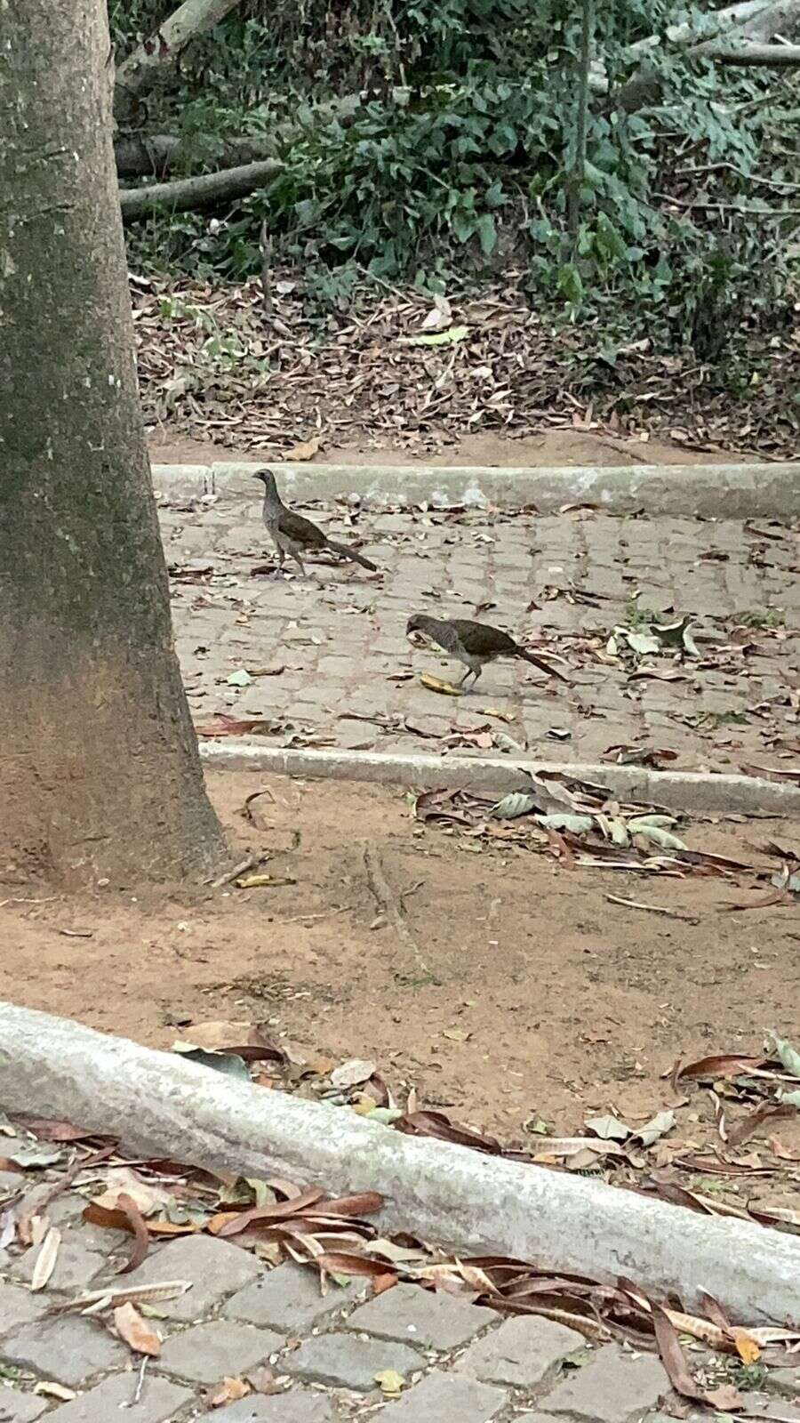 Image of Brazilian Chachalaca