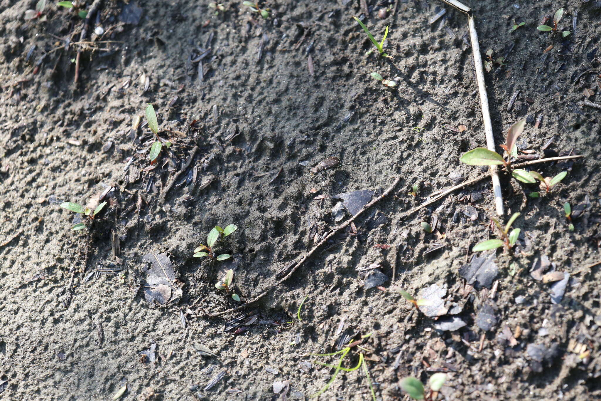 Image of Twelve-spotted Tiger Beetle