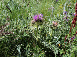 Plancia ëd Cirsium pugnax Somm. & Levier