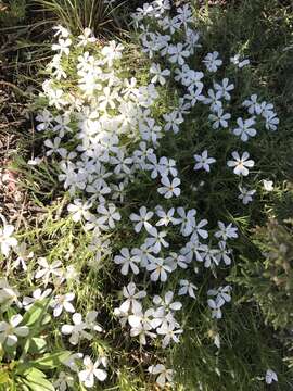 Image of spiny phlox