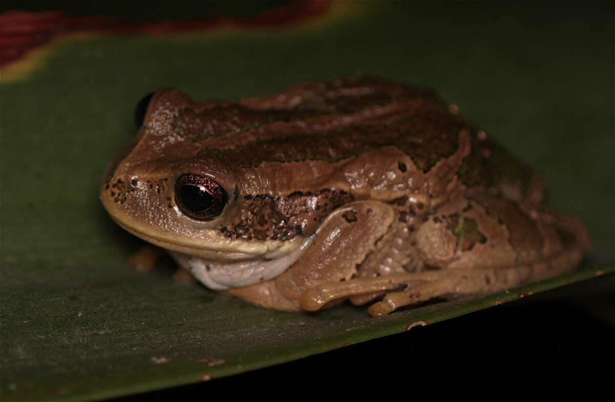 Image of Gastrotheca cuencana Carvajal-Endara, Coloma, Morales-Mite, Guayasamin, Székely & Duellman 2019