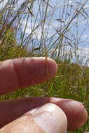 Image of Ixia stricta (Eckl. ex Klatt) G. J. Lewis