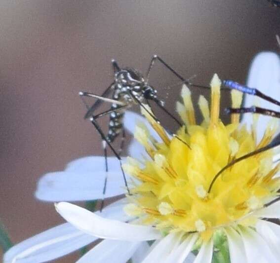 Image of Dengue fever mosquito