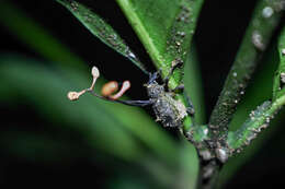 Image of Ophiocordyceps curculionum (Tul. & C. Tul.) G. H. Sung, J. M. Sung, Hywel-Jones & Spatafora 2007