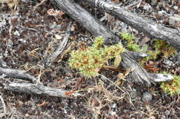 Image of Chorizanthe minutiflora R. Morgan, Styer & Reveal