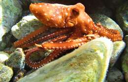 Image of Whitespot octopus