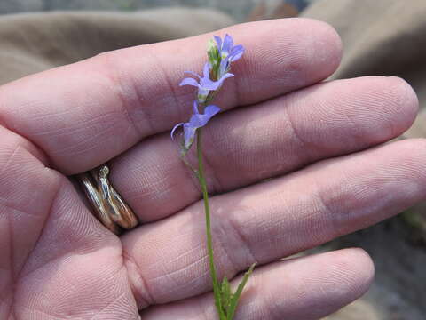 Image of Berlandier's Lobelia