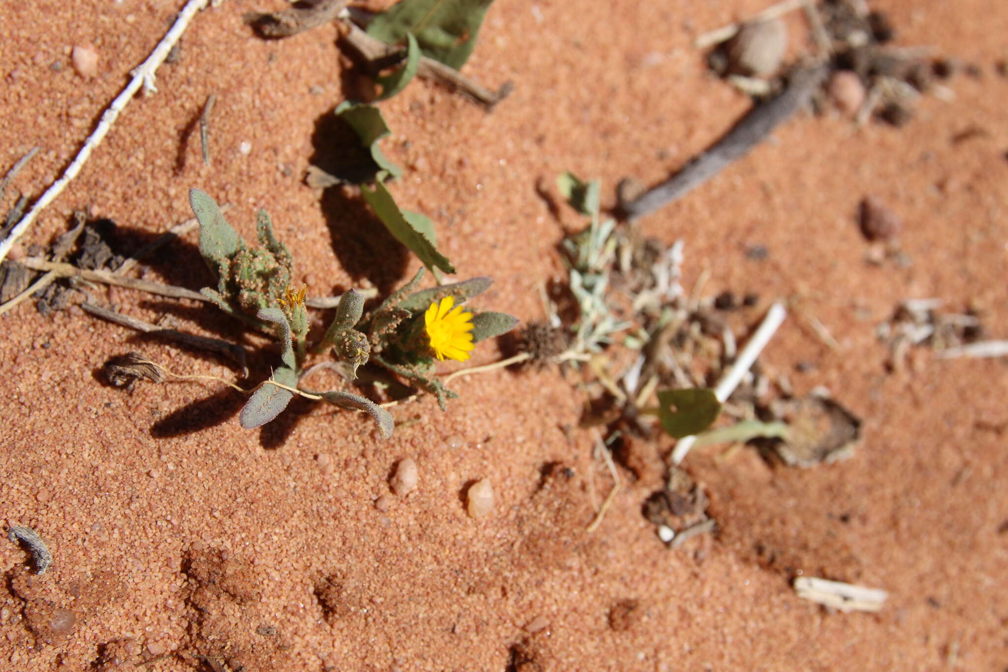 Imagem de Calendula tripterocarpa Rupr.