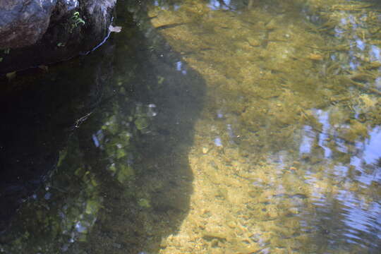 Image of Andalusian Barbel