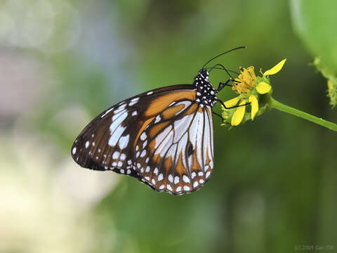 Image of Danaus (Salatura) affinis malayana (Fruhstorfer 1899)