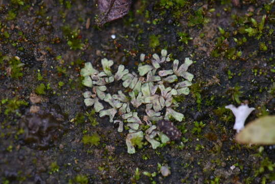 Image of Riccia warnstorfii Limpr. ex Warnst.