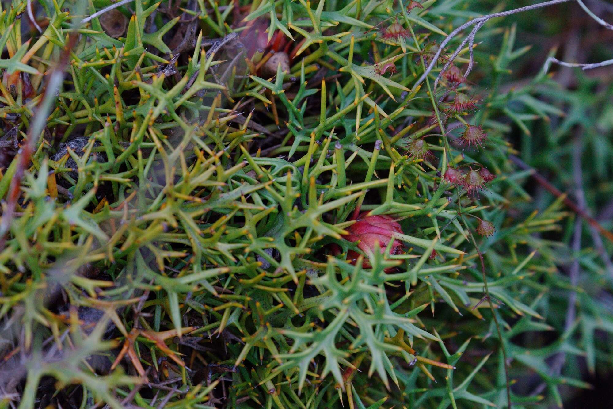 Imagem de Isopogon ceratophyllus R. Br.