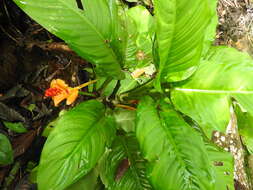 Image of Dieffenbachia wendlandii Schott