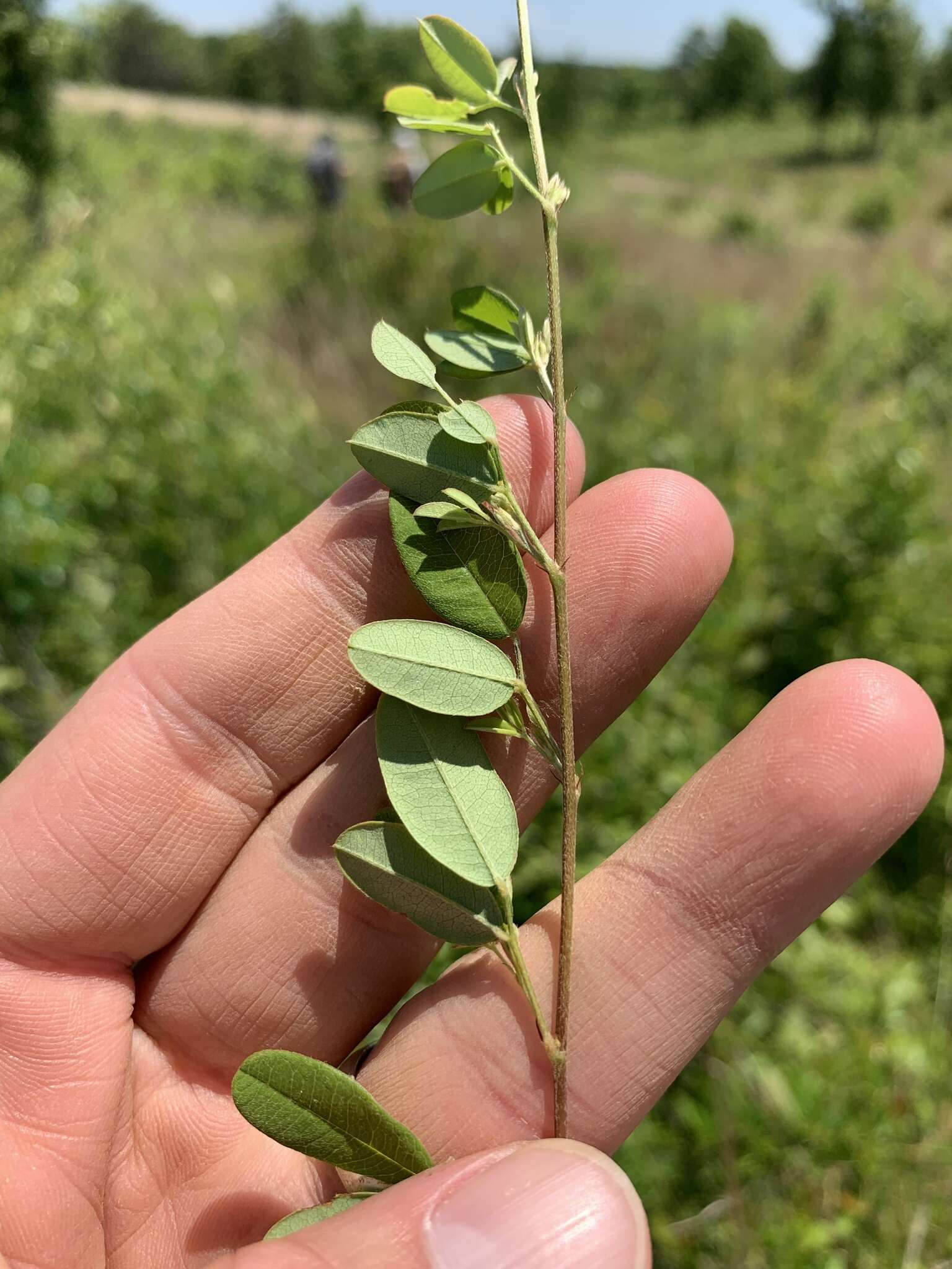 Image de Lespedeza repens (L.) W. P. C. Barton