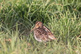 Gallinago nigripennis nigripennis Bonaparte 1839 resmi