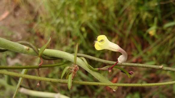 Image of Ceropegia carnosa E. Mey.