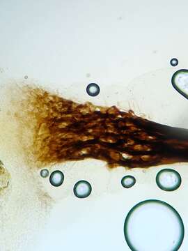 Image of Comatricha elegans (Racib.) G. Lister 1909