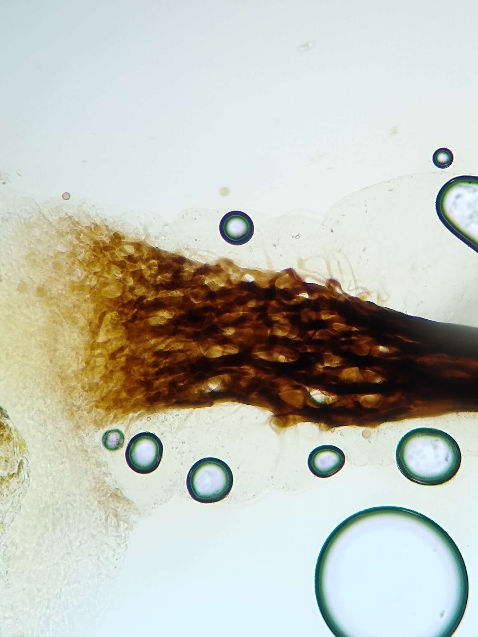 Image of Comatricha elegans (Racib.) G. Lister 1909
