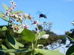 Image of Xylocopa latipes (Drury 1773)