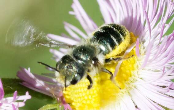 Image of Osmia georgica Cresson 1878