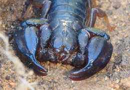 Image of Black Rock Scorpion