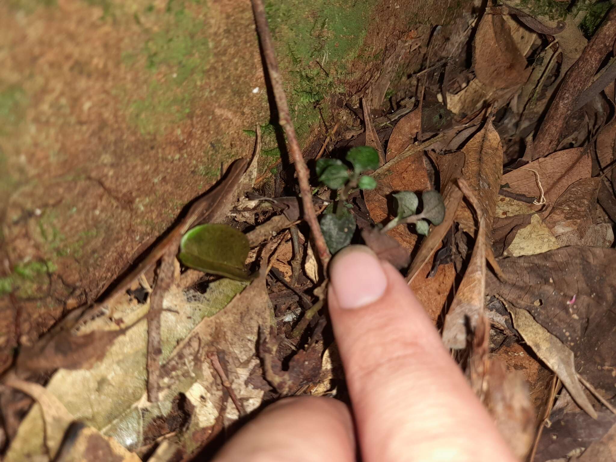 Image of Odontochilus nanlingensis (L. P. Siu & K. Y. Lang) Ormerod