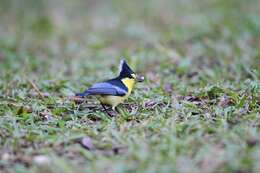 Image de Mésange de Taiwan