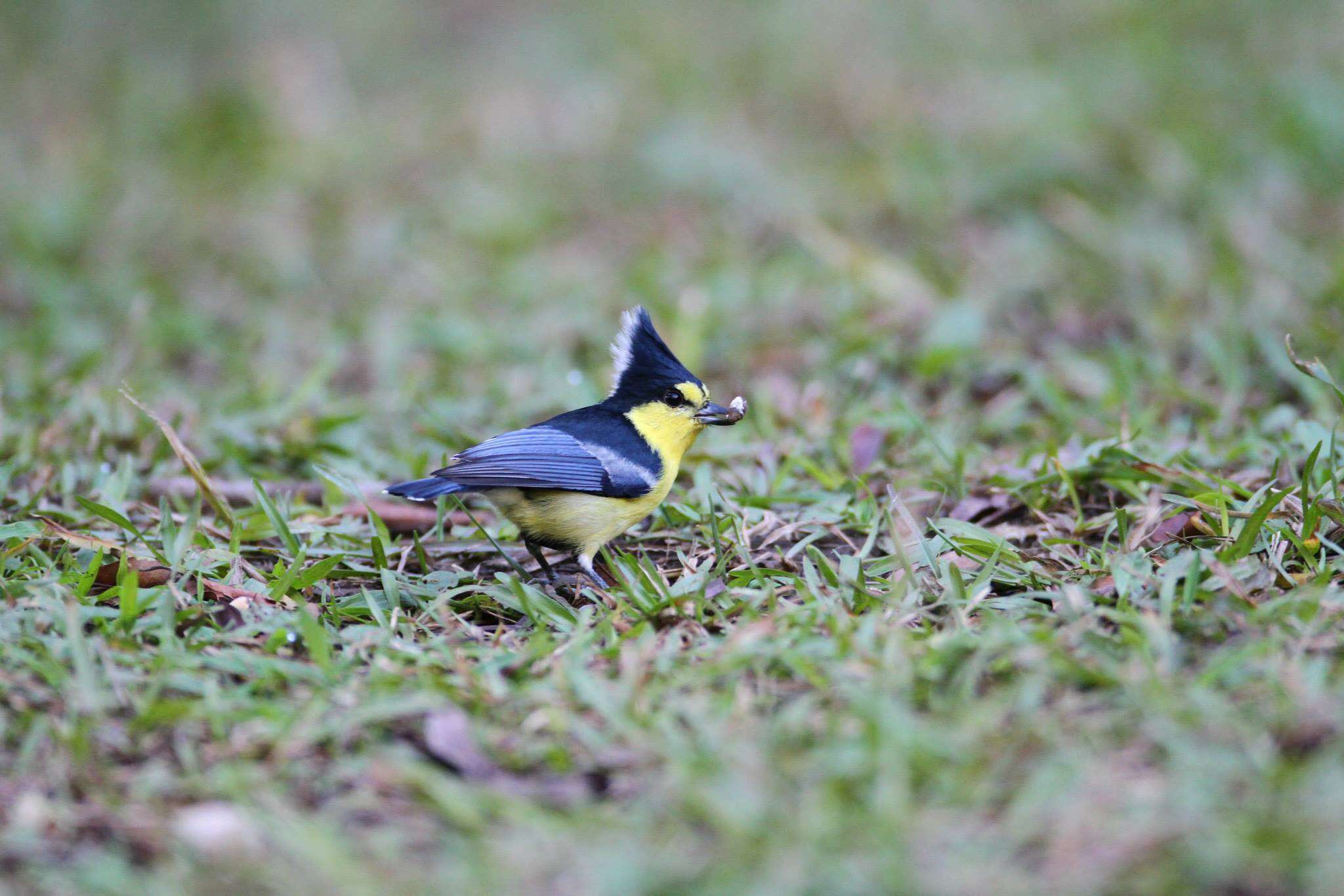 Image de Mésange de Taiwan