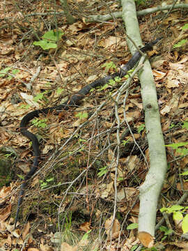 Image of Rat snakes