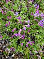 Image of stalkpod locoweed