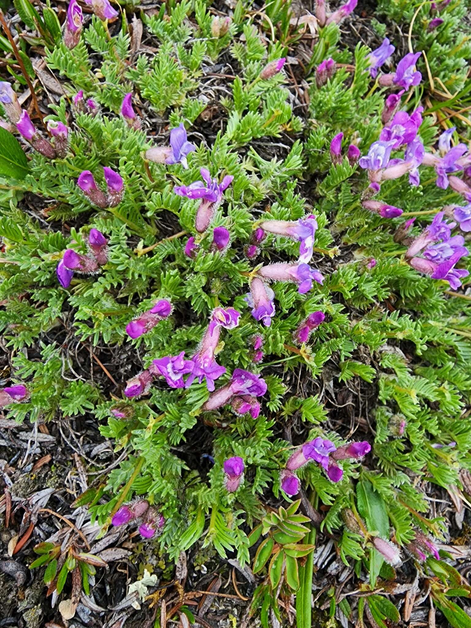 Image of stalkpod locoweed