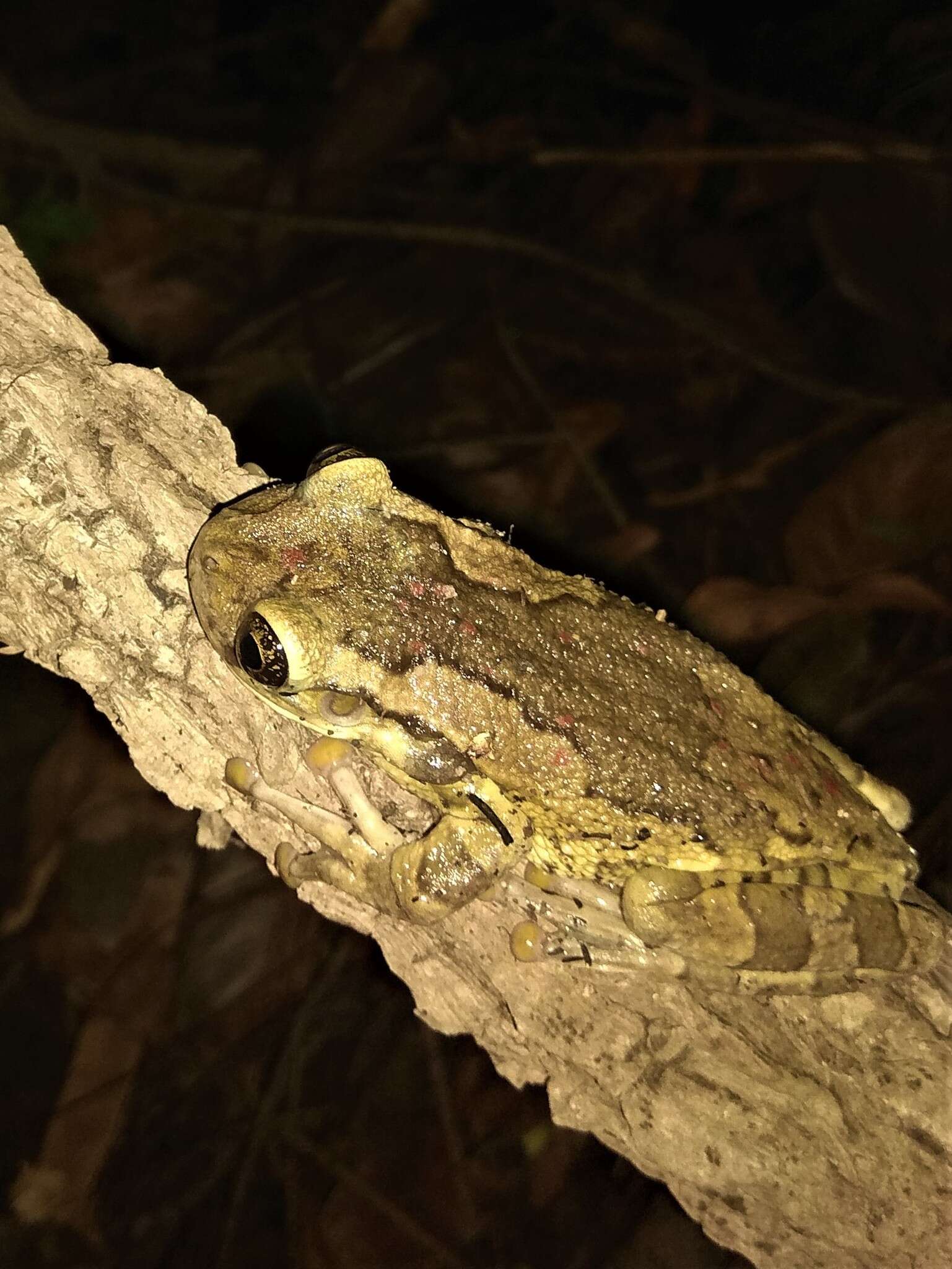 Image of Black-spotted Casque-headed Treefrog