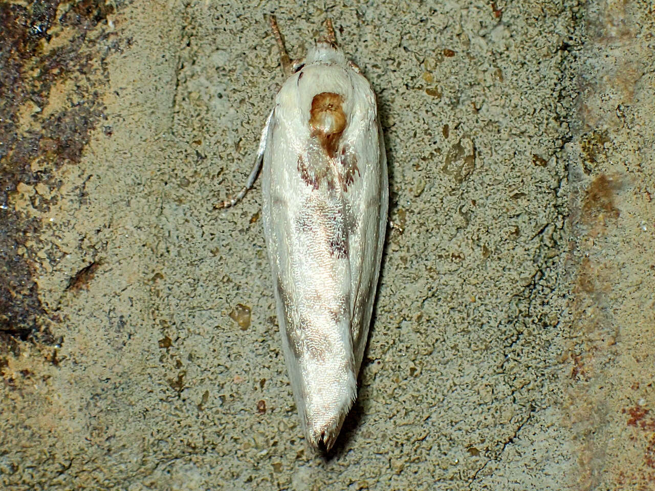 Image of Schlaeger's Fruitworm Moth