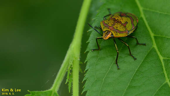 Image of <i>Poecilocoris lewisi</i>