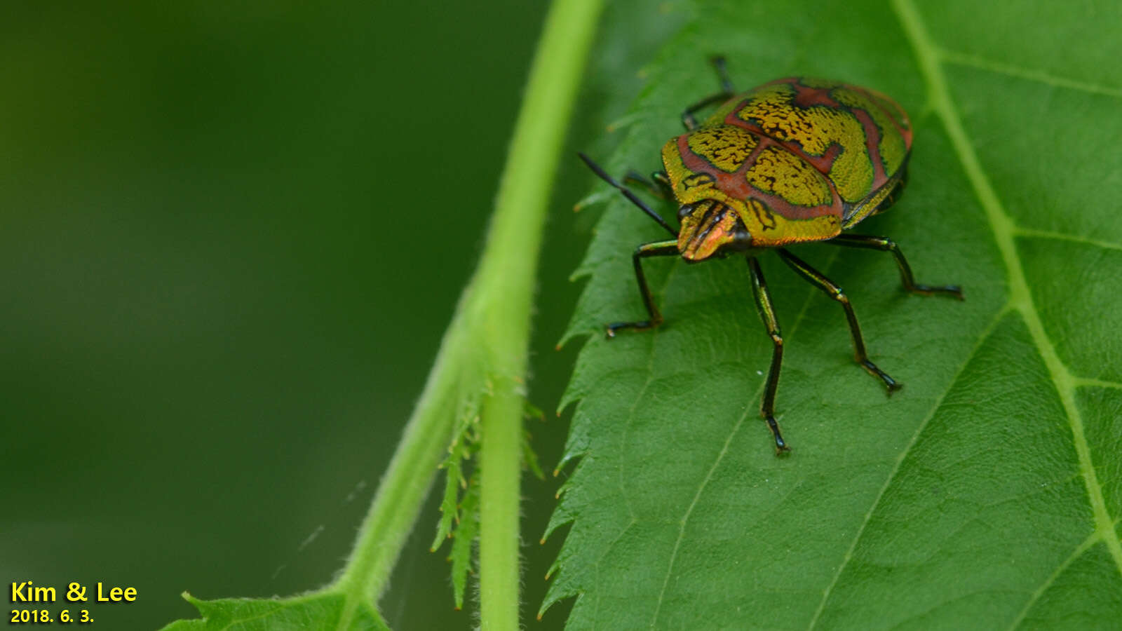 Image de <i>Poecilocoris lewisi</i>