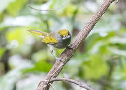 Слика од Vireo brevipennis (Sclater & PL 1858)