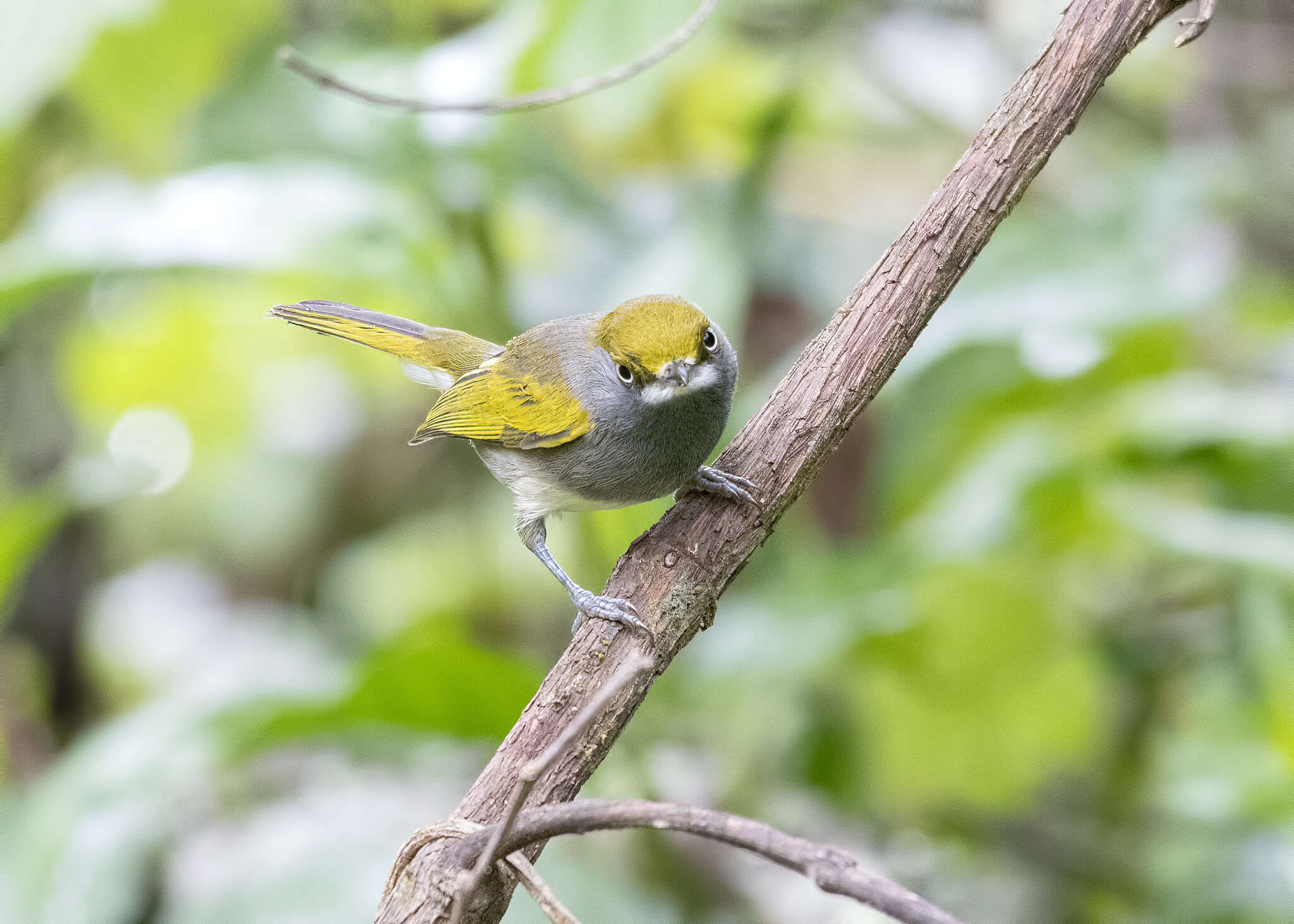 Vireo brevipennis (Sclater & PL 1858)的圖片