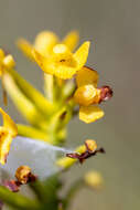 Platanthera integra (Nutt.) A. Gray ex L. C. Beck的圖片