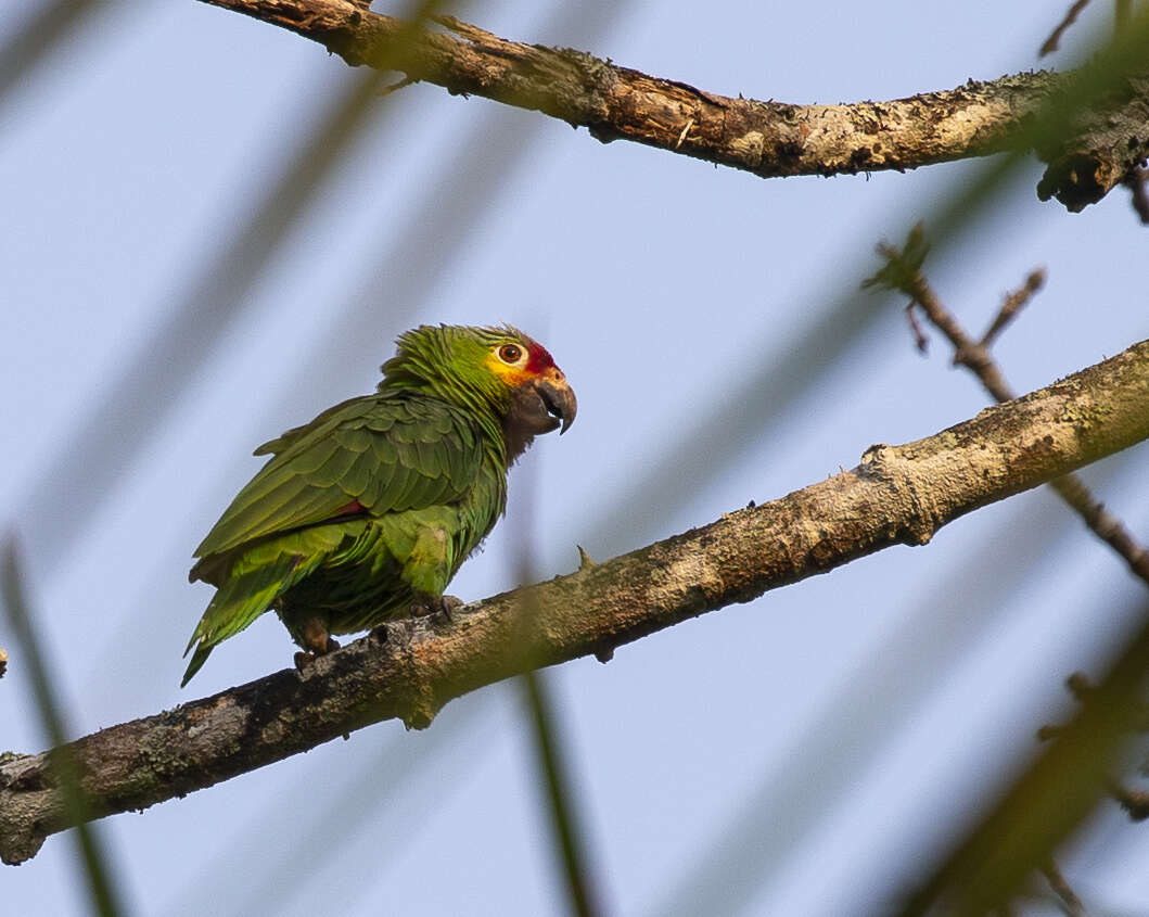 Image of Amazona autumnalis autumnalis (Linnaeus 1758)