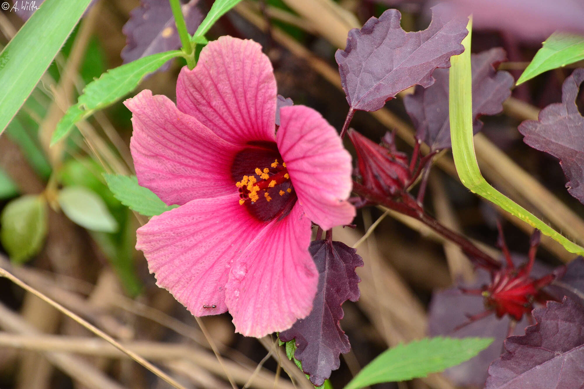 Image of African rosemallow