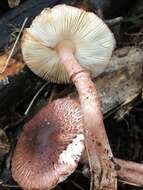 Plancia ëd Lepiota haemorrhagica Cleland 1931