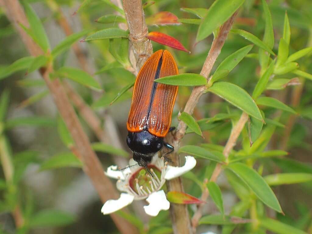 Image of Castiarina rufipennis (Kirby 1818)