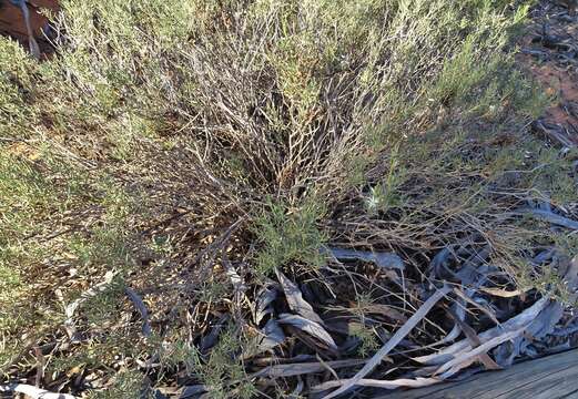 Imagem de Lepidium leptopetalum (F. Muell.) F. Muell.