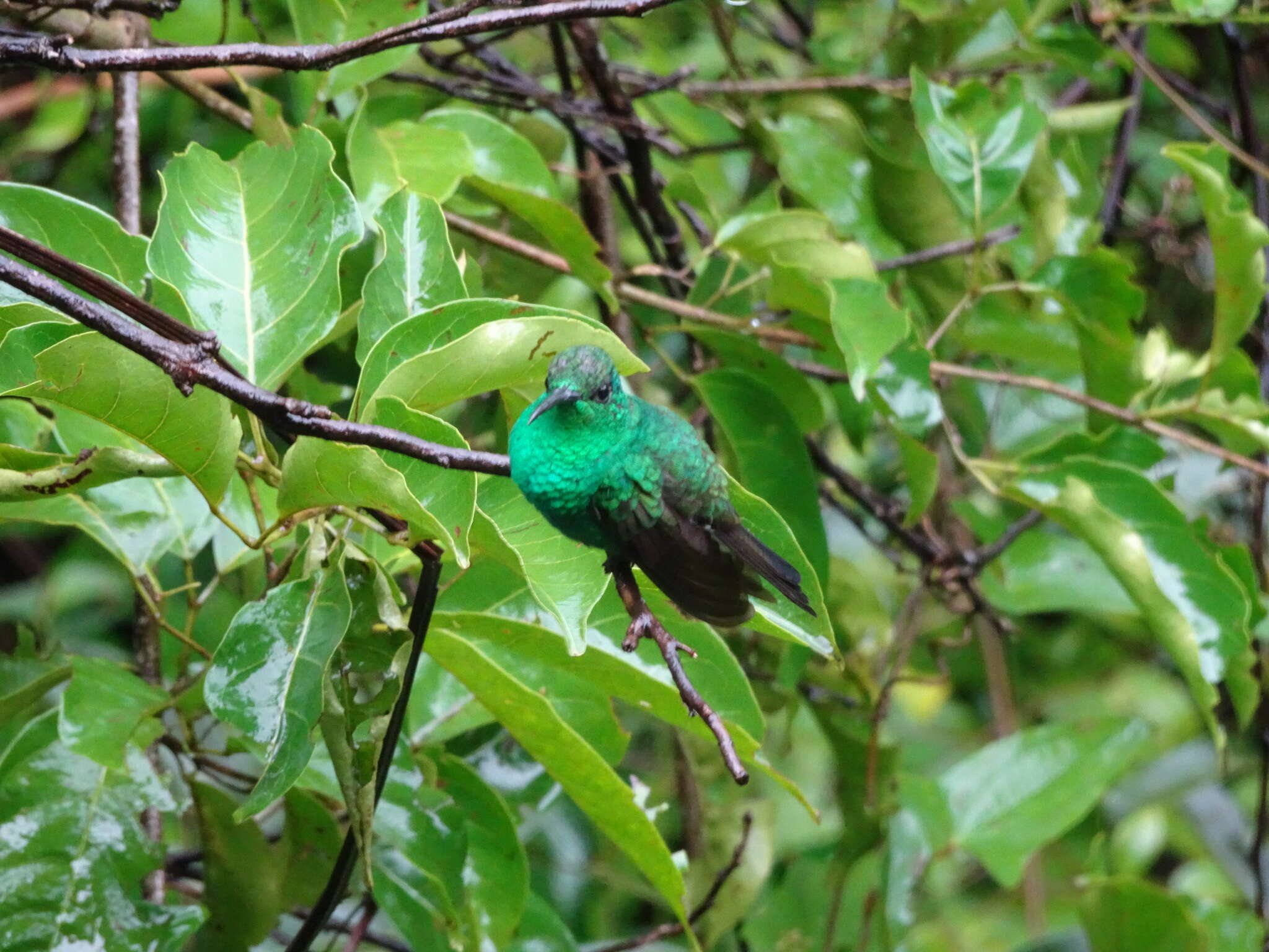 Image of White-vented Plumeleteer