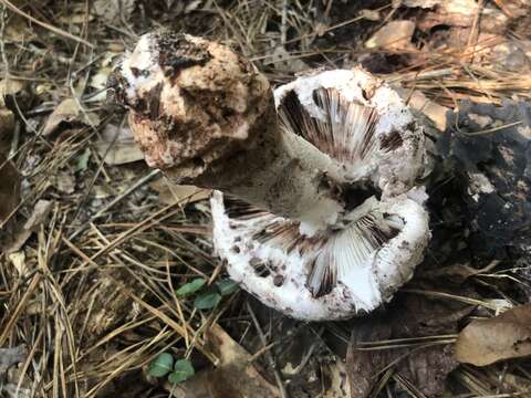 Plancia ëd Amanita westii (Murrill) Murrill 1945