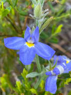 Image of Goodenia incana R. Br.