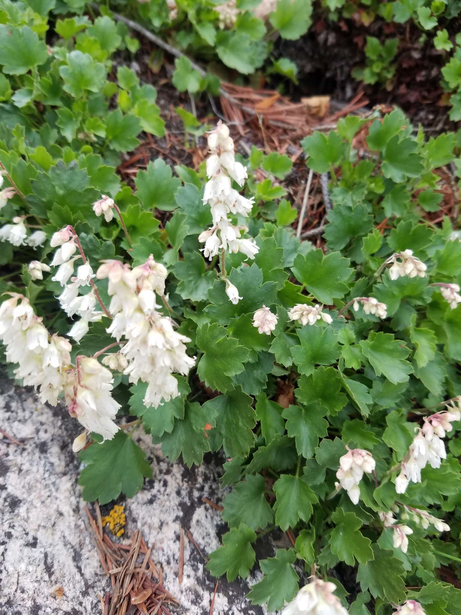 Image of Front Range alumroot