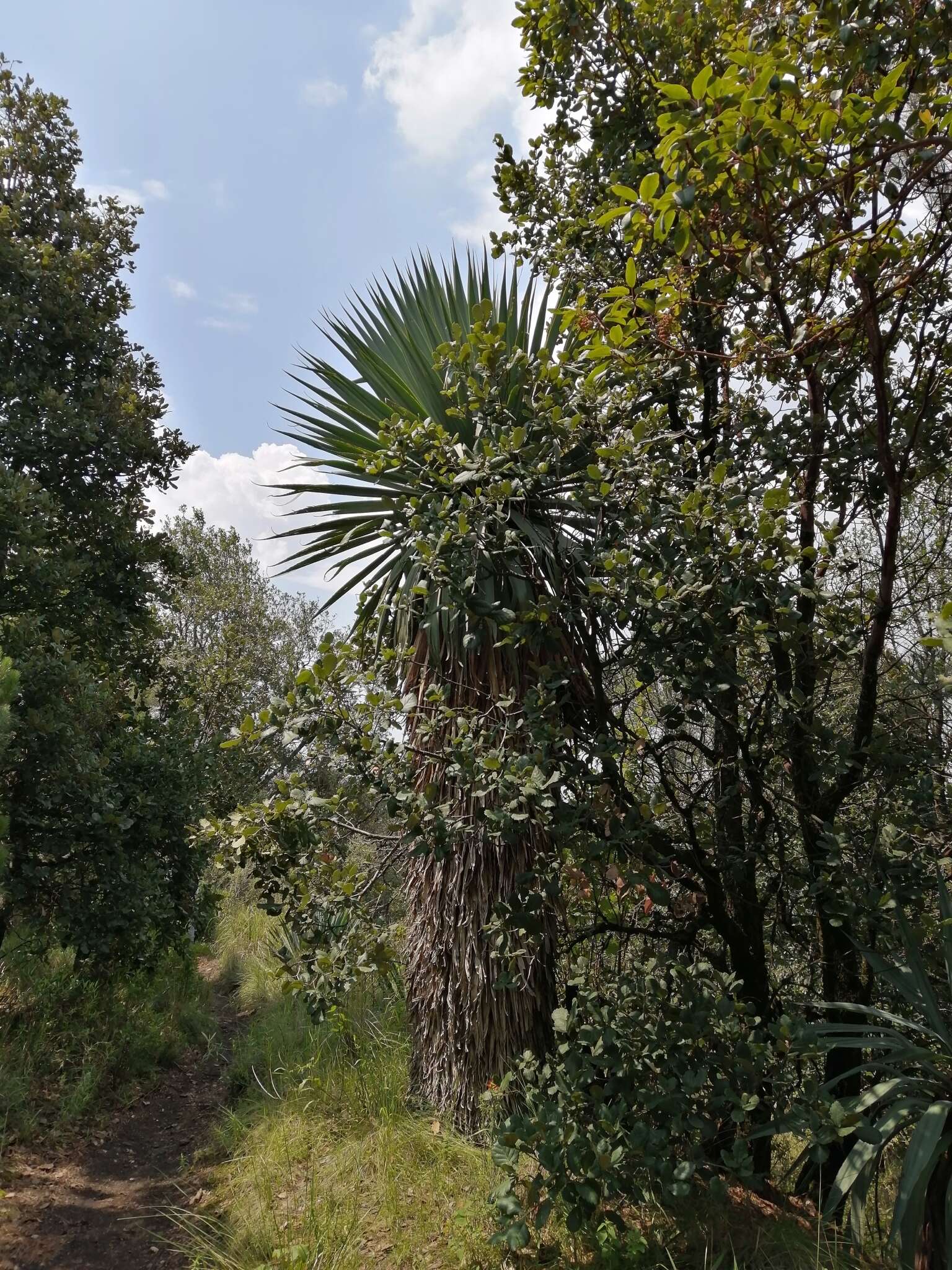 Image de Furcraea parmentieri (Roezl) García-Mend.