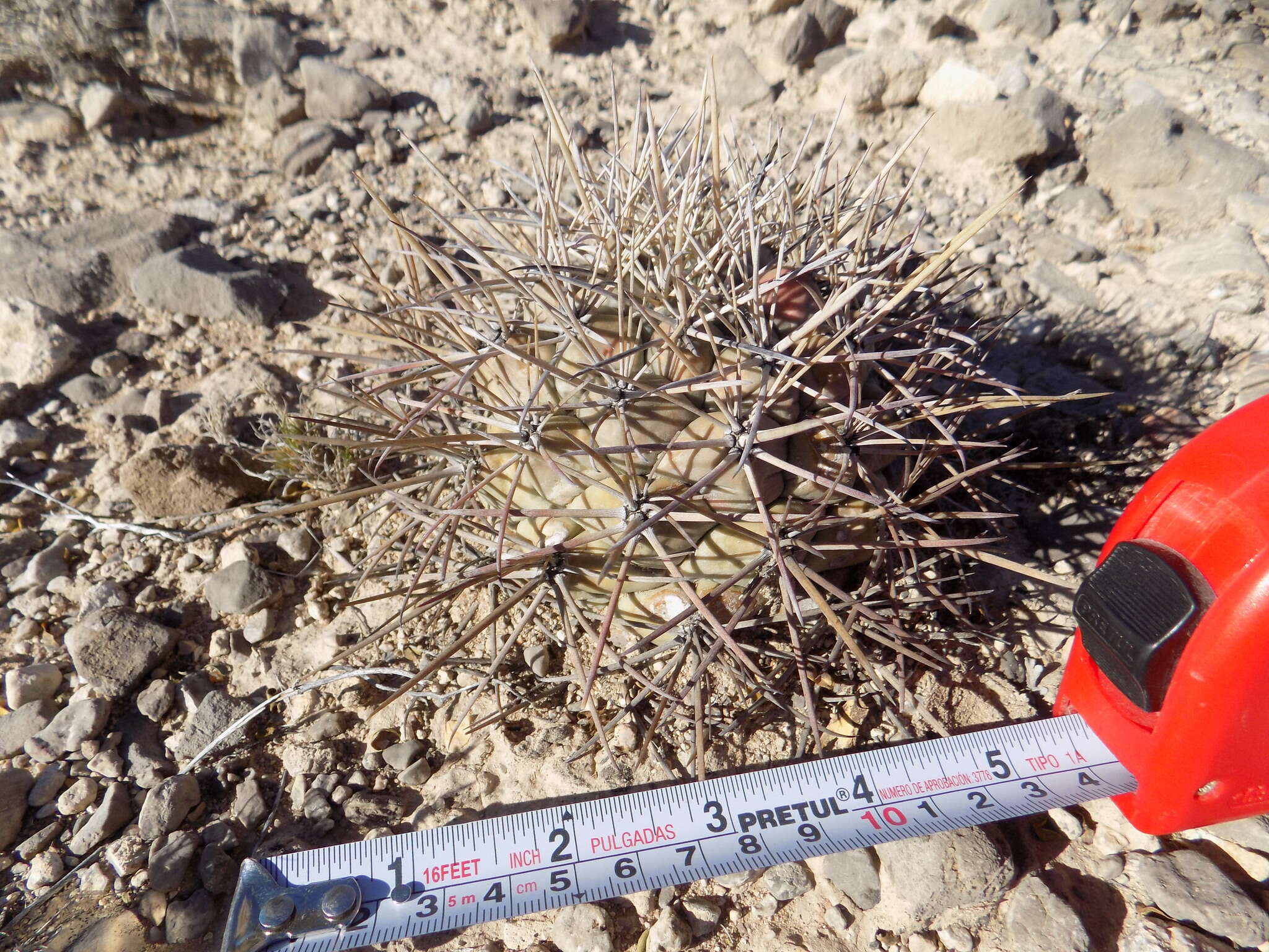 Image of Coryphantha poselgeriana (A. Dietr.) Britton & Rose