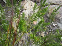 Image of Phylica confusa Pillans